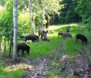 Parco regionale dei Colli Euganei: il problema dei cinghiali